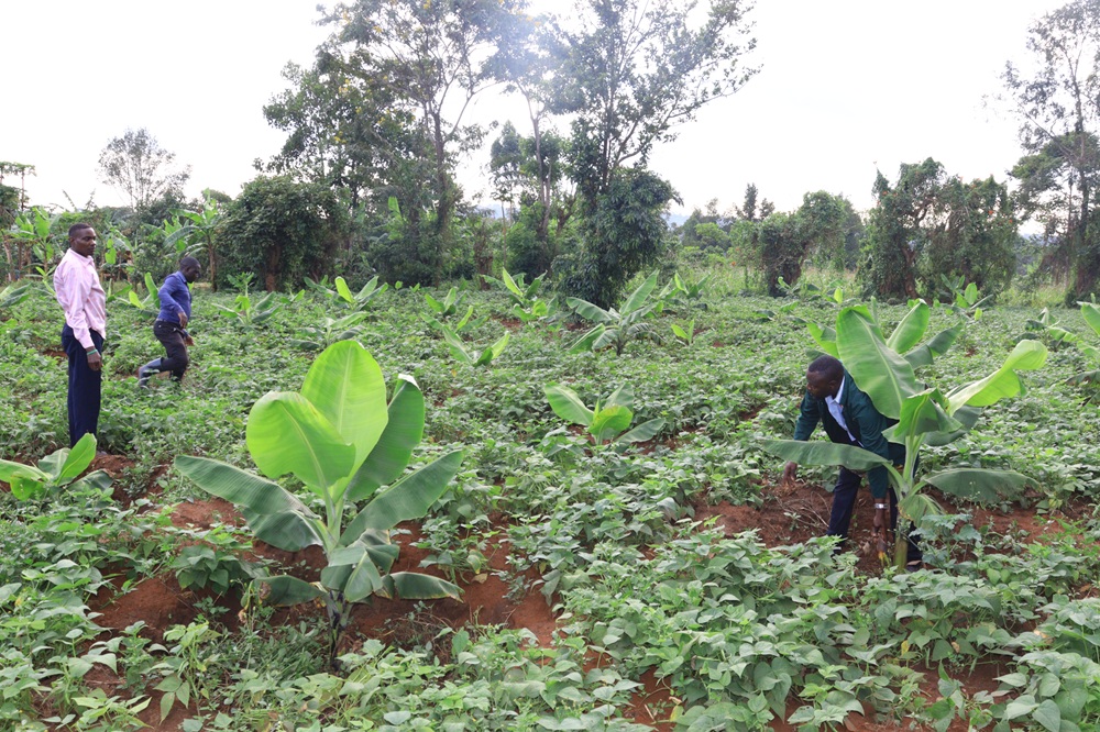 Agriculture and livelihoods program — Caritas Mityana